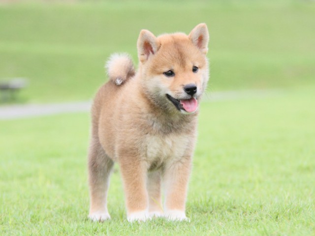 2015-IMG_3043-shibainu