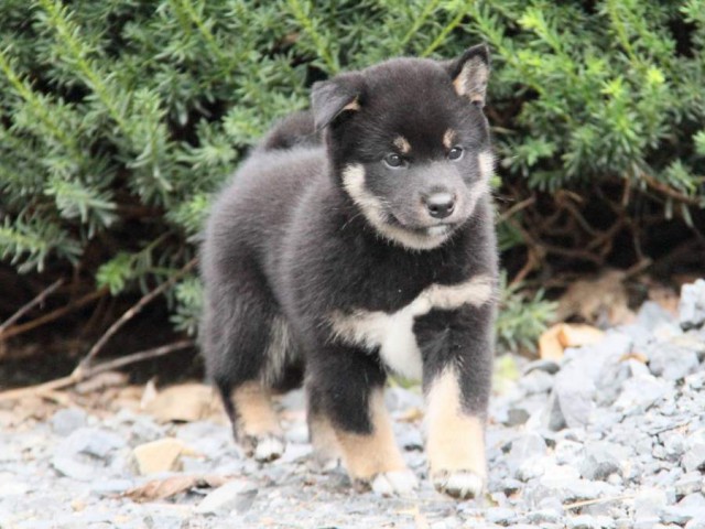 2026-IMG_3675-shibainu