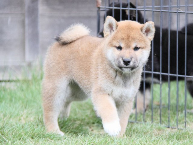 2027-IMG_3709-shibainu