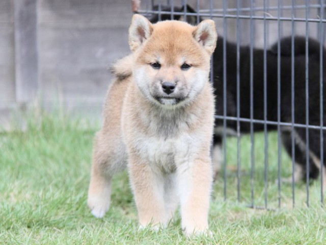 2027-IMG_3712-shibainu