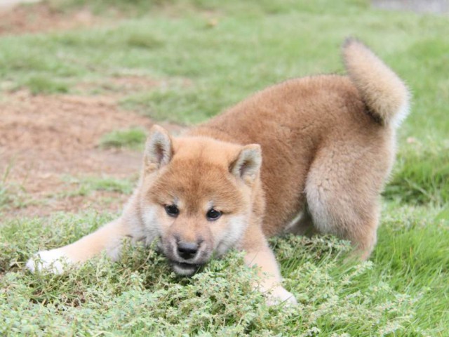 2027-IMG_3731-shibainu