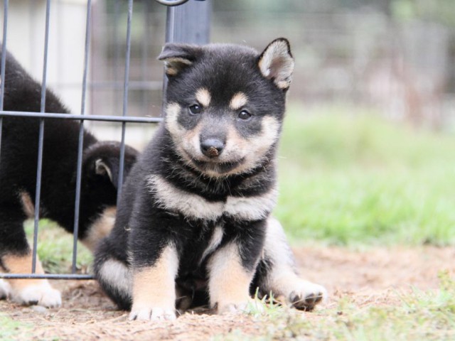 2028-IMG_3760-shibainu