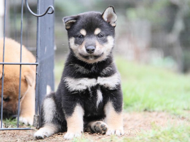 2028-IMG_3764-shibainu