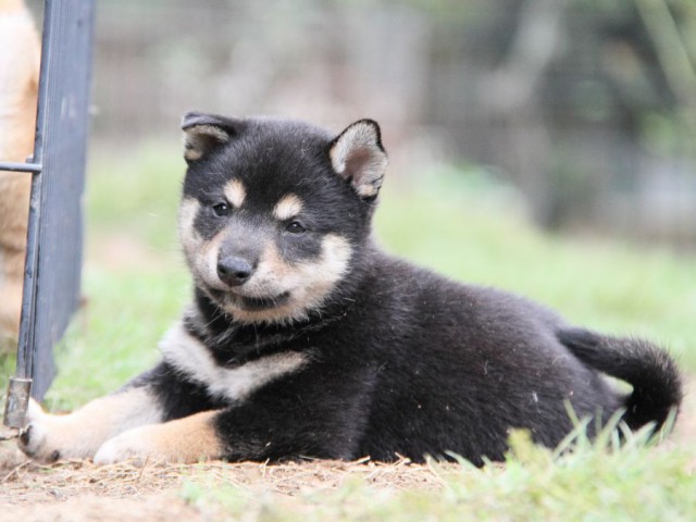 2028-IMG_3770-shibainu