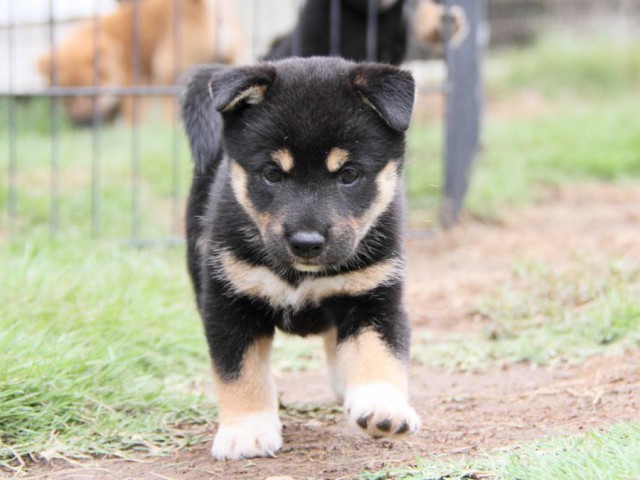 2029-IMG_3819-shibainu