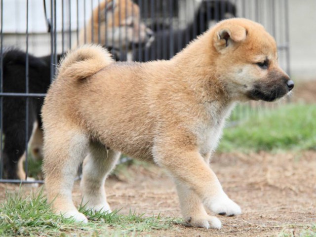 2030-IMG_3837-shibainu