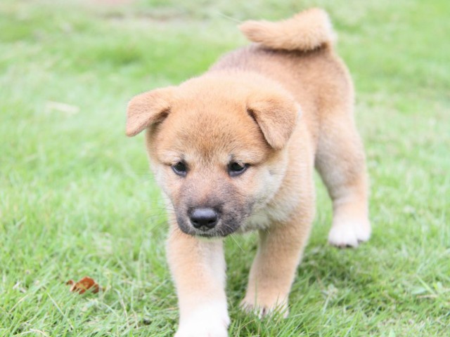 2030-IMG_3855-shibainu