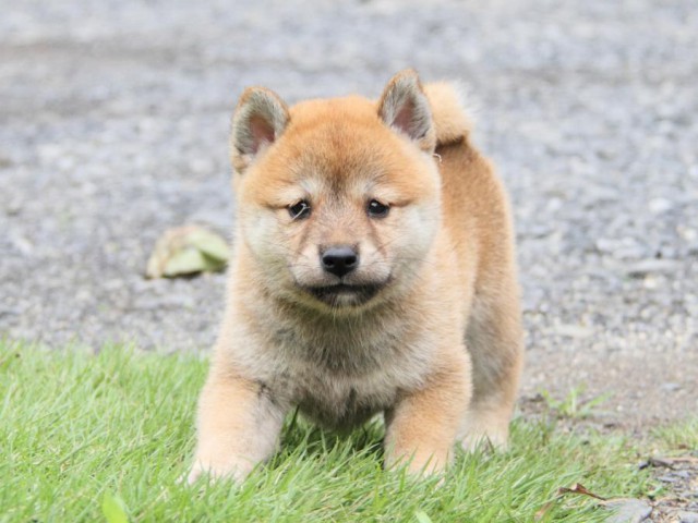 2031IMG_3873-shibainu