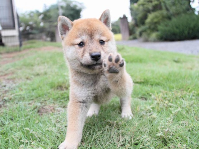 2031IMG_3898-shibainu