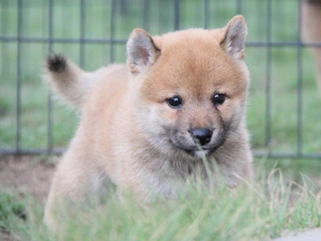 2032-IMG_3920-shibainu