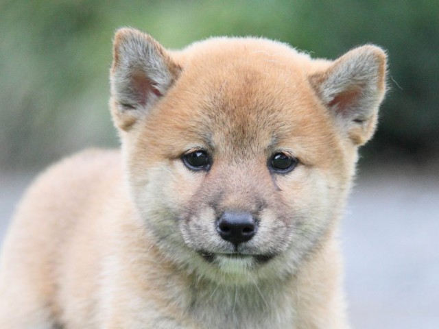 2033-IMG_3946-shibainu