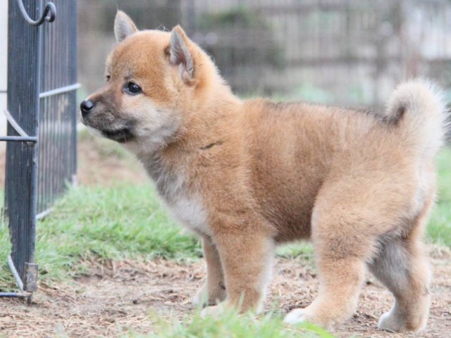 2034-IMG_3953-shibainu