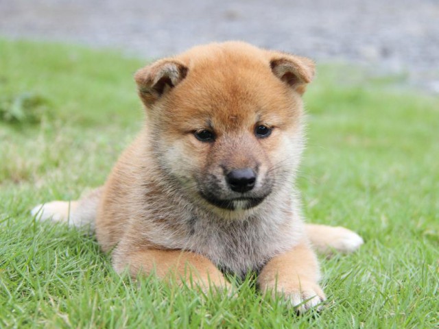 2037-IMG_4028-shibainu