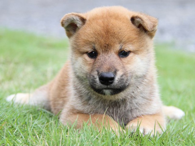 2037-IMG_4030-shibainu