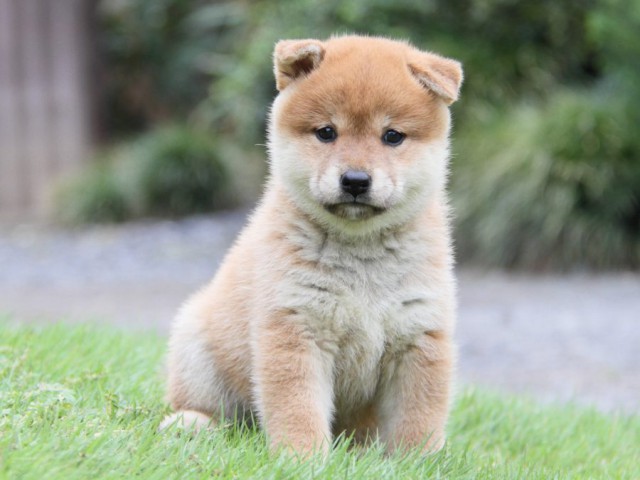 2041-IMG_4101-shibainu