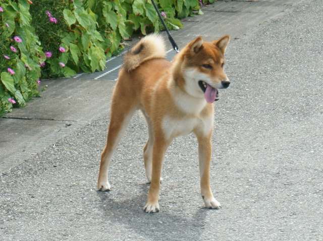 DSC00824-shiba-puppy