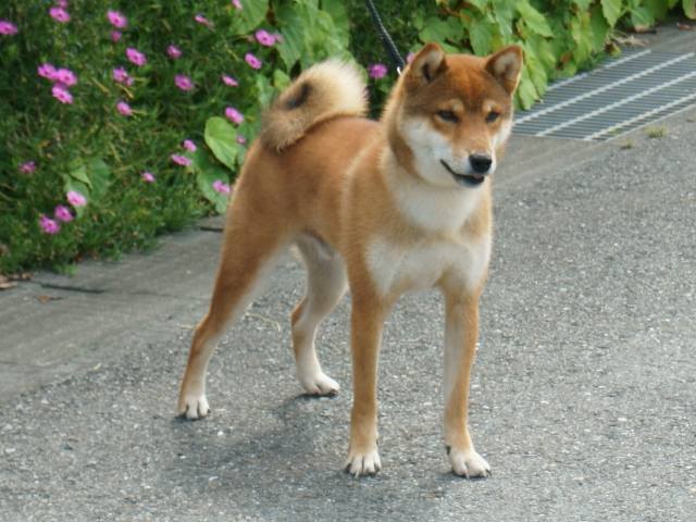 DSC00855-shiba-puppy