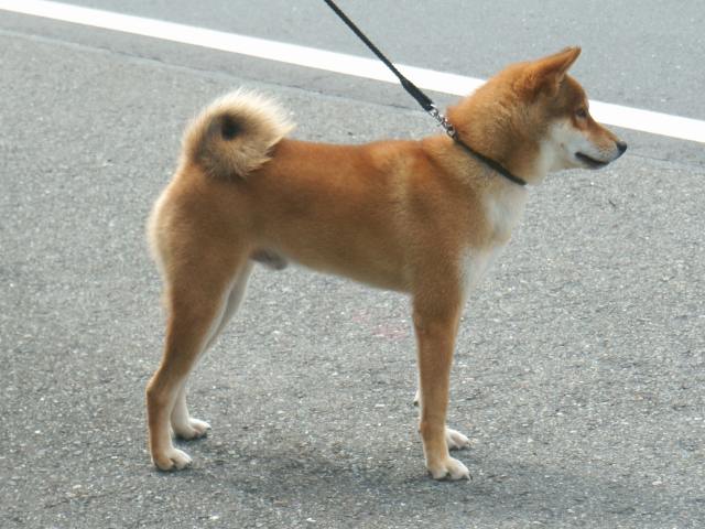 DSC00879-shiba-puppy