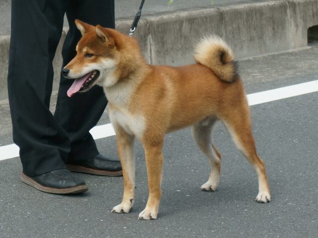 DSC00942-shiba-puppy