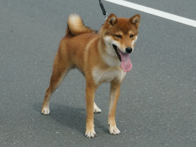 DSC00953-shiba-puppy