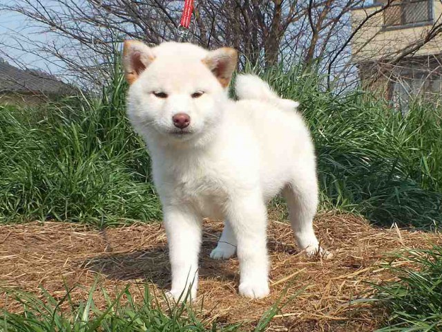 DSCF2528-shiba-puppy