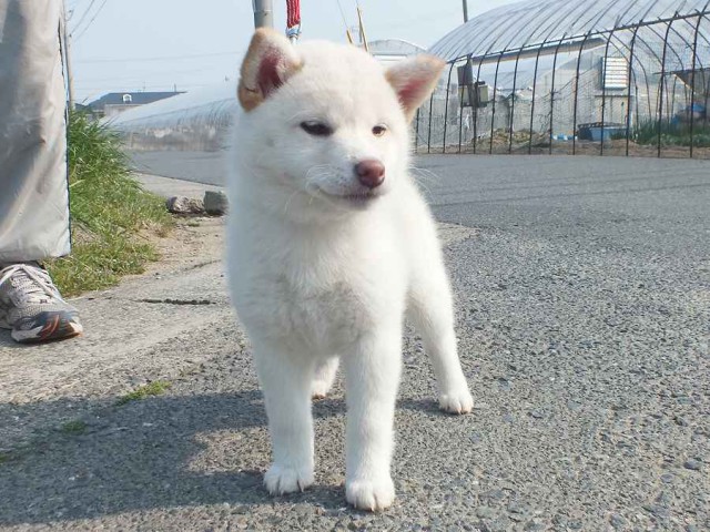 DSCF2530-shiba-puppy