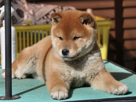 DSC_0036-shibainu