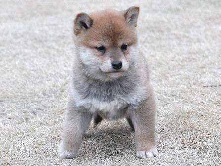 DSC_0063-shibainu