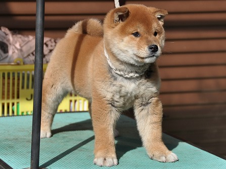 DSC_0075-shibainu