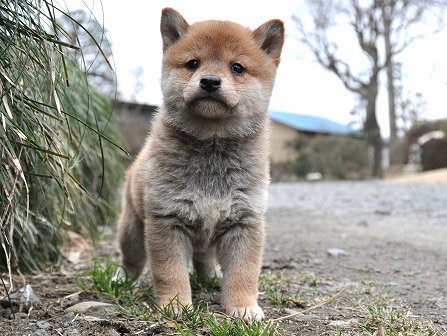 DSC_0093-shibainu