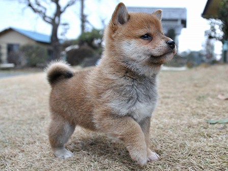 DSC_0131-shibainu