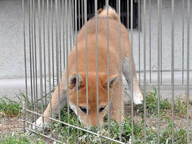 DSC_0144SHIBA