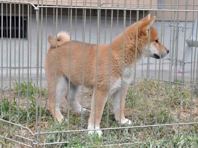 DSC_0167SHIBA