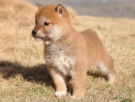 DSC_0220-shibainu