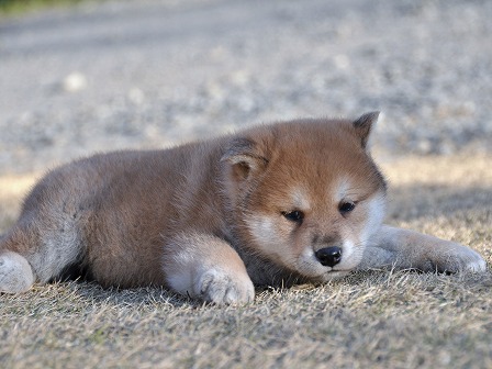 DSC_0226-shibainu