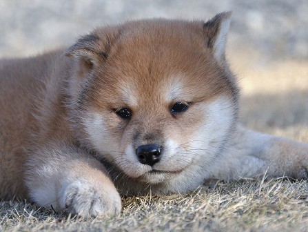 DSC_0227-shibainu