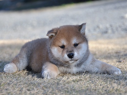 DSC_0232-shibainu