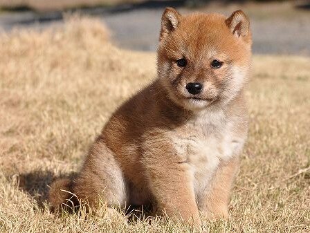 DSC_0263-shibainu