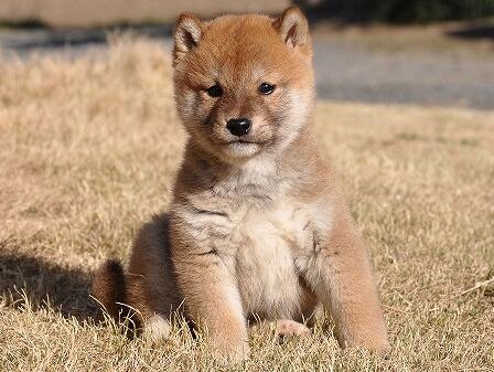 DSC_0271-shibainu