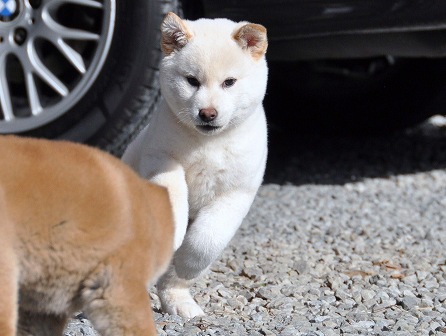 DSC_0288-shibainu