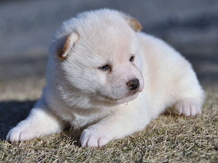 DSC_0316-shibainu