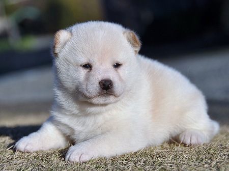 DSC_0343-shibainu