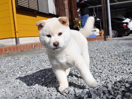 DSC_0363-shibainu