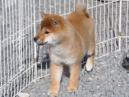 DSC_0375-shibainu