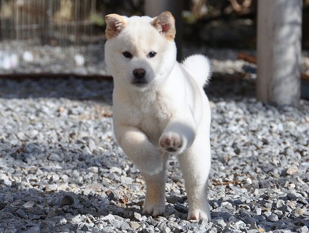 DSC_0377-shibainu