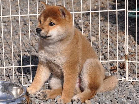 DSC_0380-shibainu