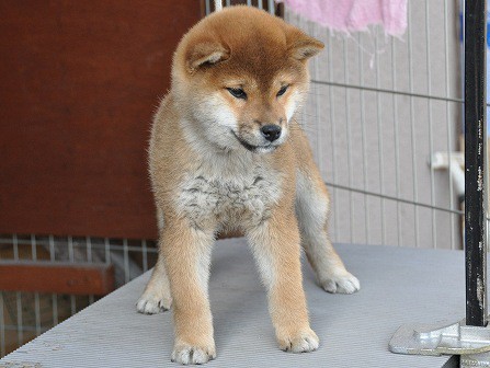 DSC_0384-shibainu