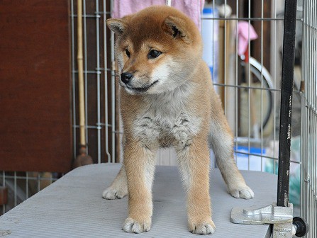 DSC_0414-shibainu