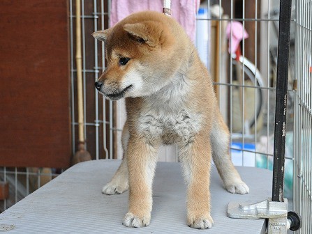 DSC_0416-shibainu