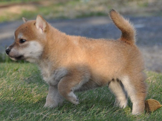 DSC_0420Shiba